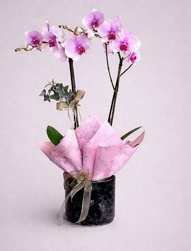 Optiflor Orkide
